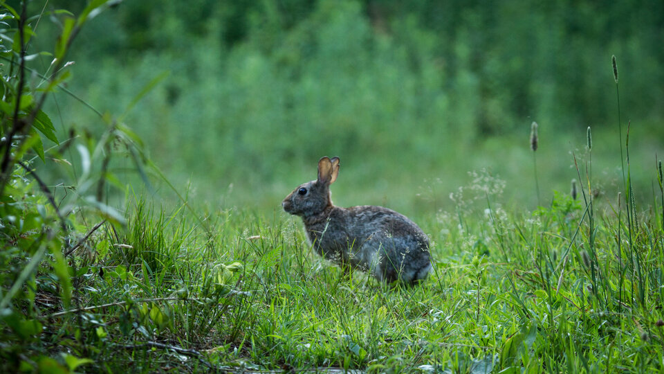 Rabbit sitting in lush green grass with a blurred forest background.