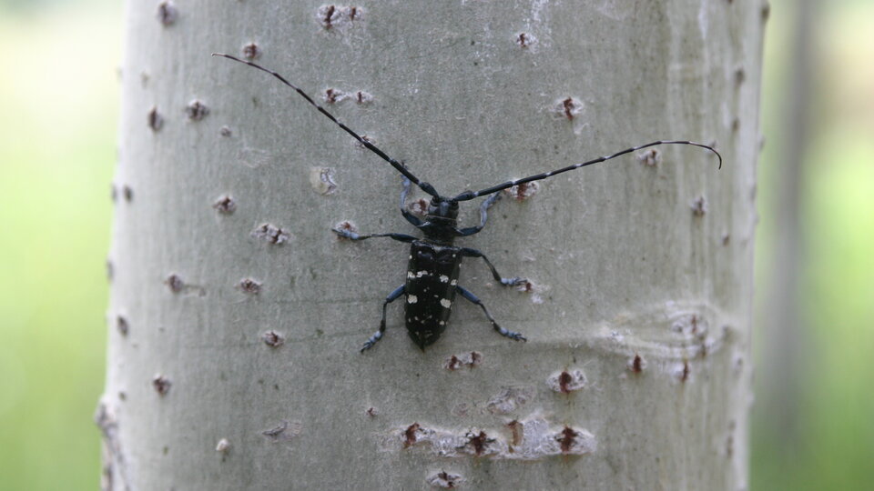 Asian longhorned beetle with long antennae on a light-colored tree trunk.