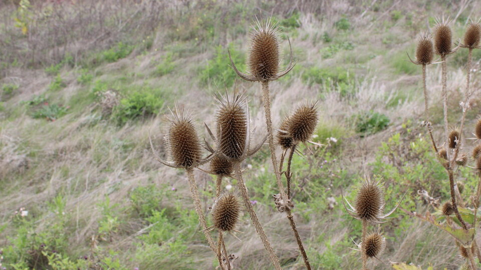 A closeup of several dormant cutleaf teasel seedheads in an open field