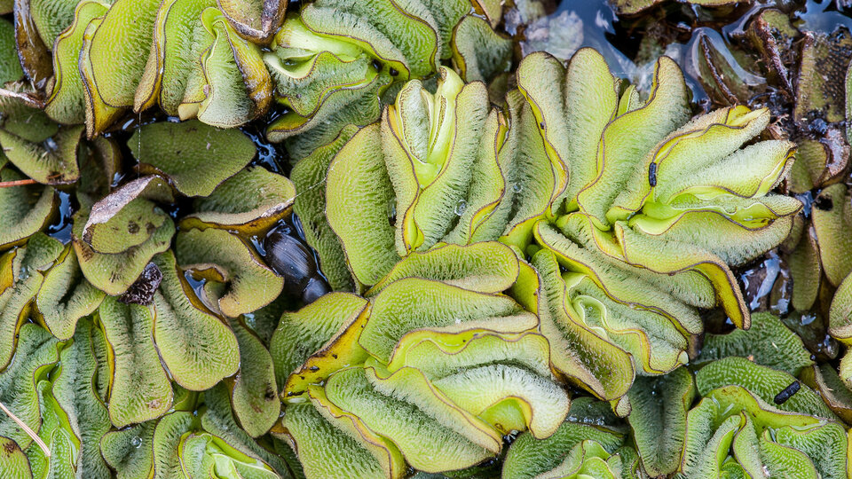 A closeup of giant salvinia foliage