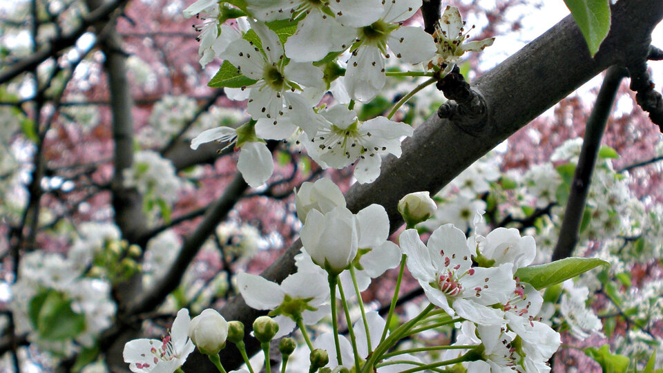 White flowers in bloom on a callery pear tree