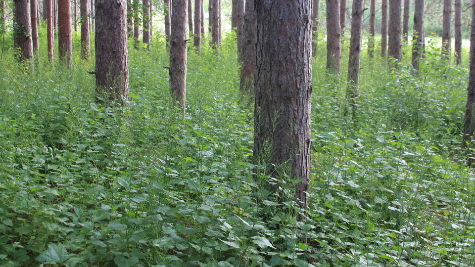 Trees surrounded by dense garlic mustard. 