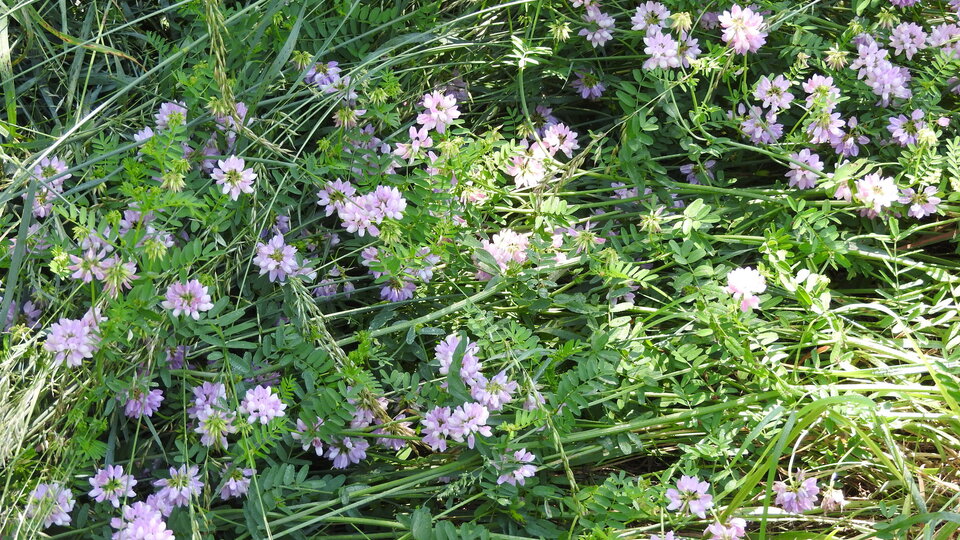 An infestation of crownvetch