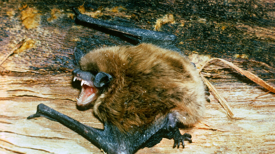 Brown bat with open mouth on rough wood surface.