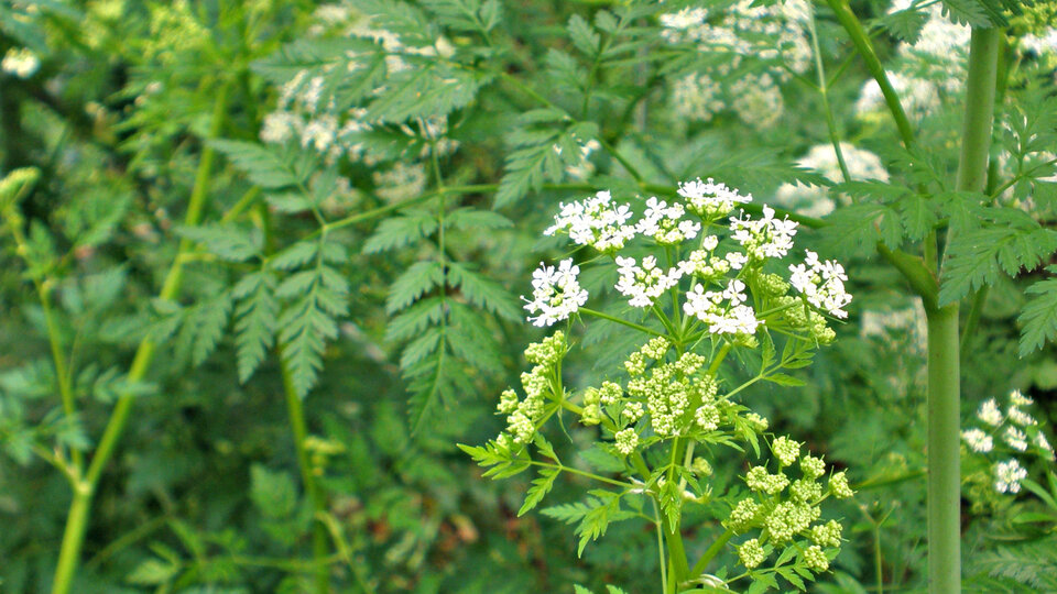 Poison hemlock with clusters of small white flowers in a natural outdoor setting.