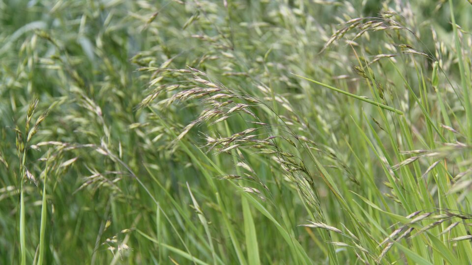 Tall Japanese brome swaying gently in the wind outdoors.