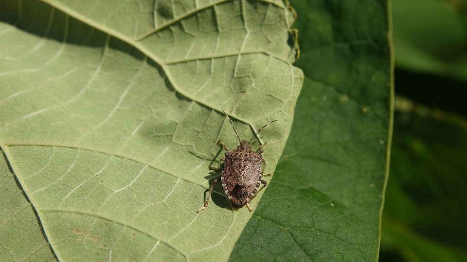 Brown stink bug resting on a large green leaf under sunlight.