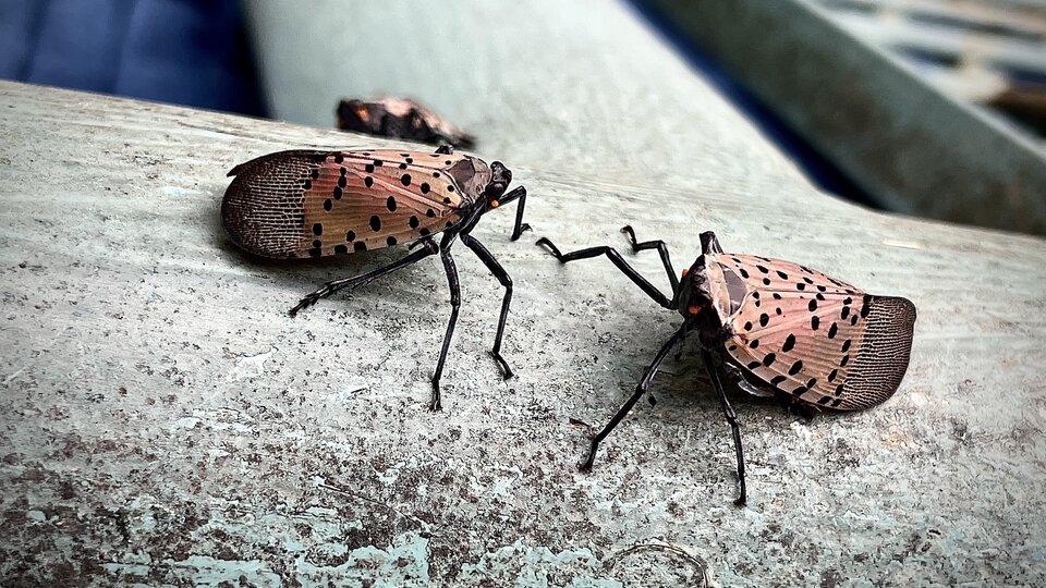 Spotted lanternflies with pinkish wings and black spots resting on a textured surface.