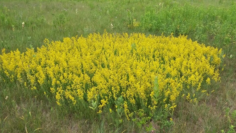 Bright yellow bedstraw blooming in a grassy field with green trees in the background.