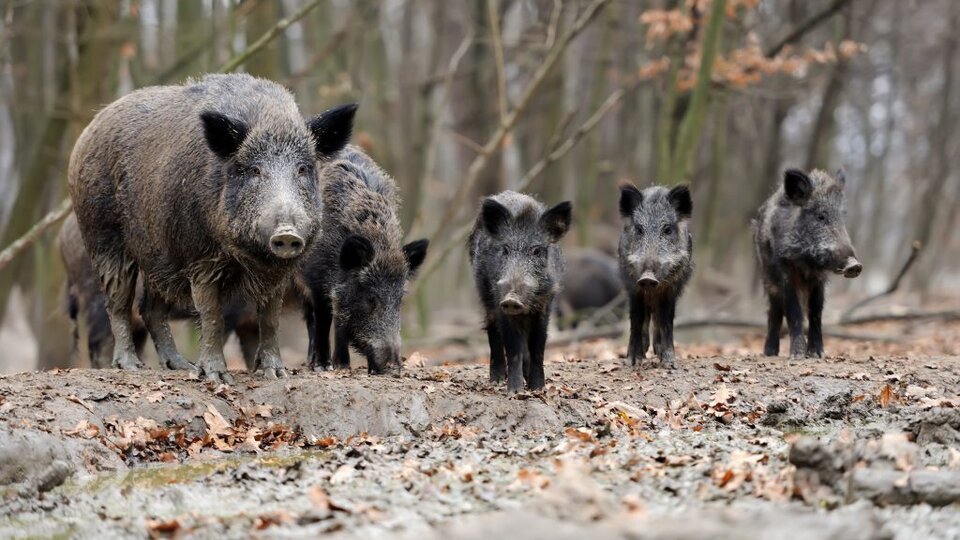 Two adult and three juvenile feral hogs (Sus scrofa).