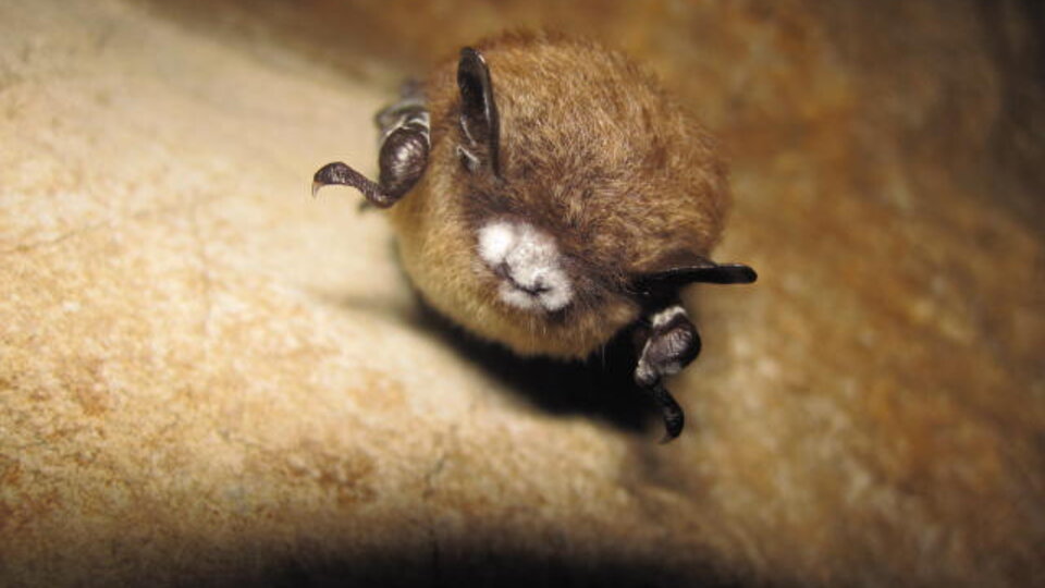 Brown bat with white fungus on its nose, clinging to a cave wall.