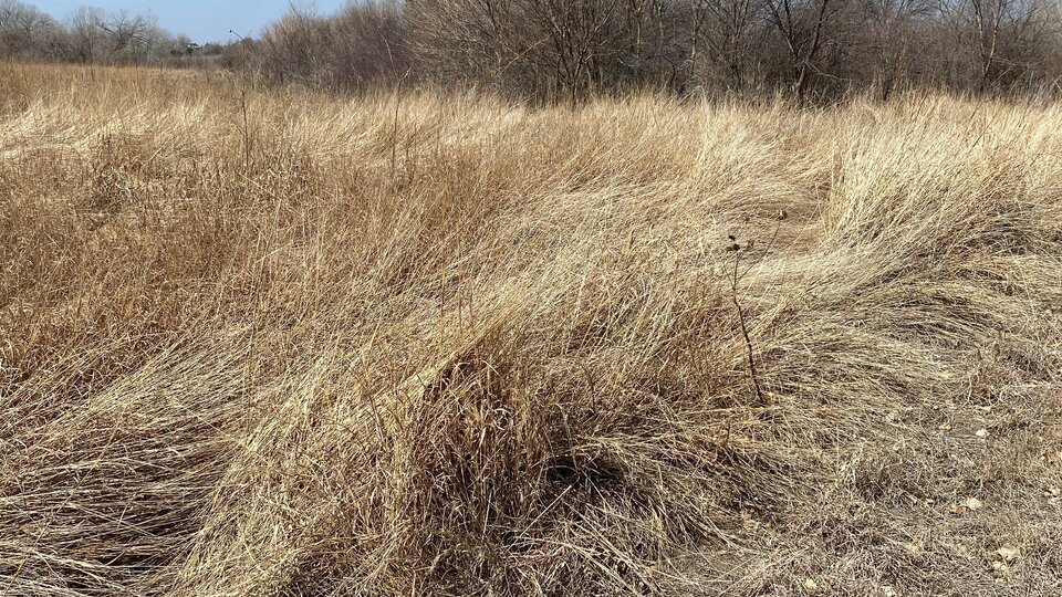 Dry grass field with bare trees under a clear blue sky.