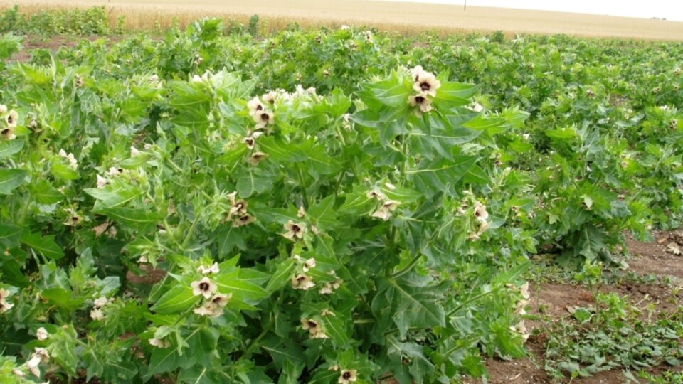 A field of green plants with pale flowers and spiky leaves under a cloudy sky.