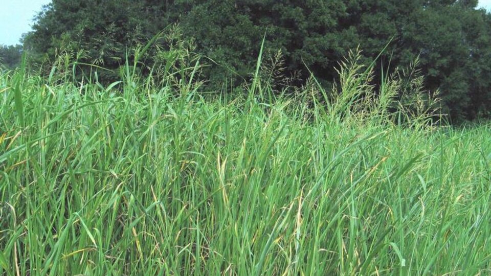 Tall green grass with seed heads, in front of dense green trees under a light blue sky.