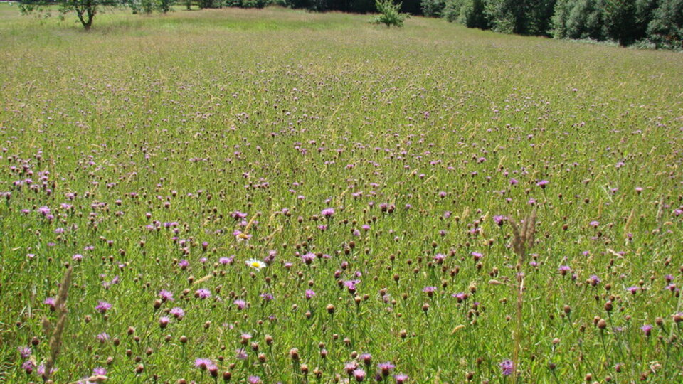 Meadow knapweed-filled meadow with purple blossoms under a sunny sky, surrounded by lush greenery.