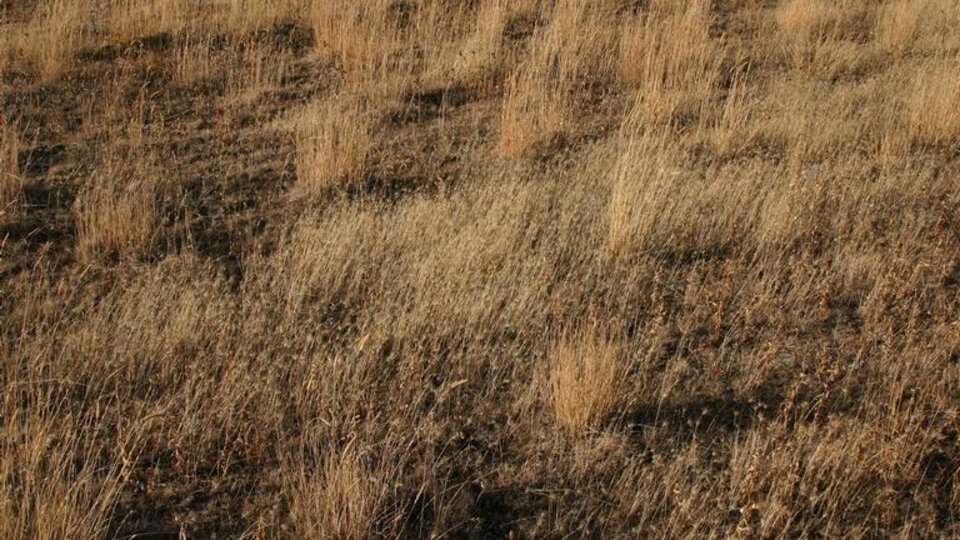 Dry grass field with scattered yellow Medusahead grasses on brown soil.