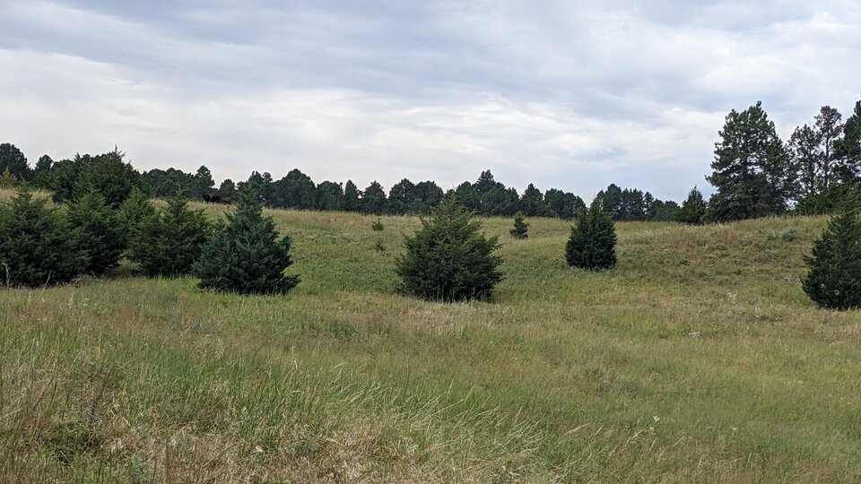 A grassland infested with eastern redcedar trees