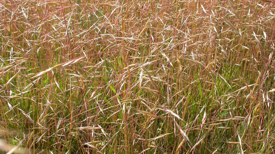Tall grass with reddish stalks swaying in the wind in a dense field.