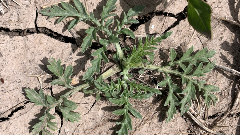 Small green bur ragweed with jagged leaves growing in dry, cracked soil.