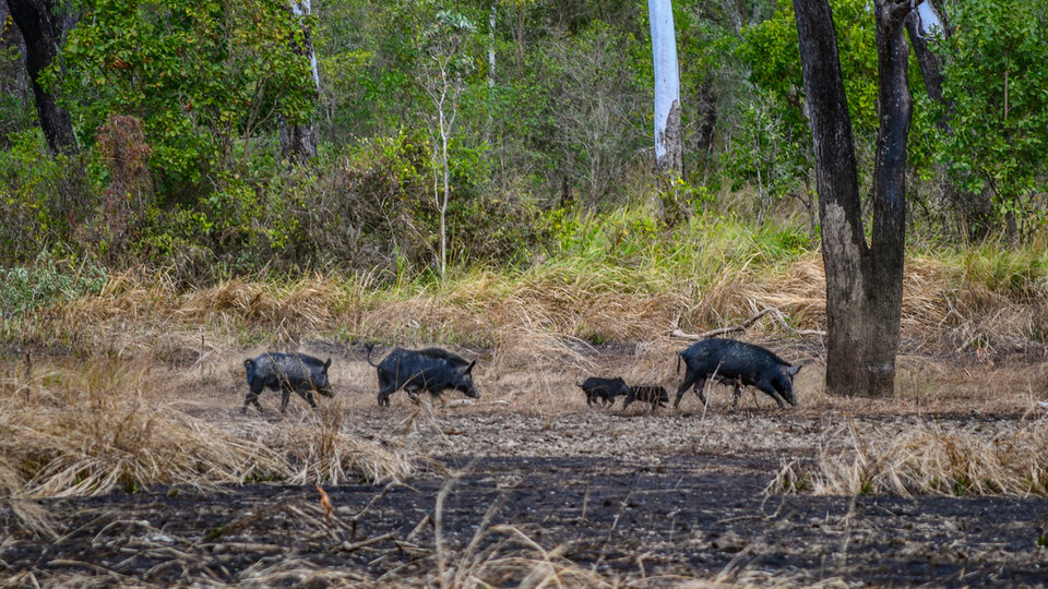 Wild pigs walking through grass and trees in a forest clearing.