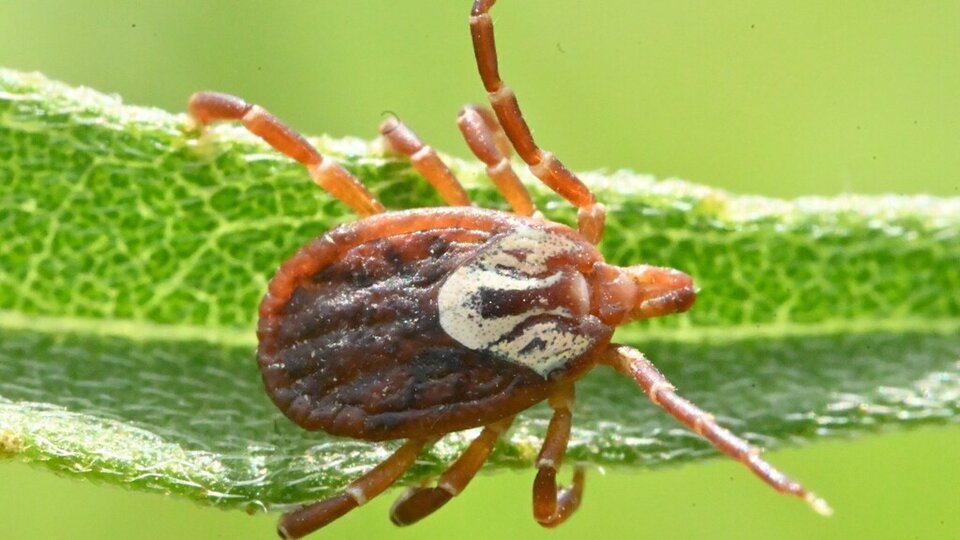 Female Gulf Coast tick crawling on a green leaf, close-up view.