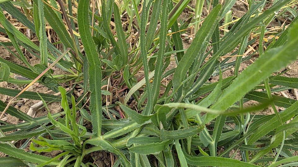 Green sickleweed plant with long, narrow leaves growing in dry soil.