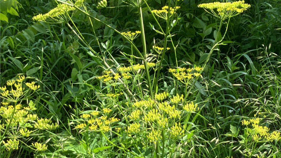 Tall wild parsnip in a lush green field under bright sunlight.
