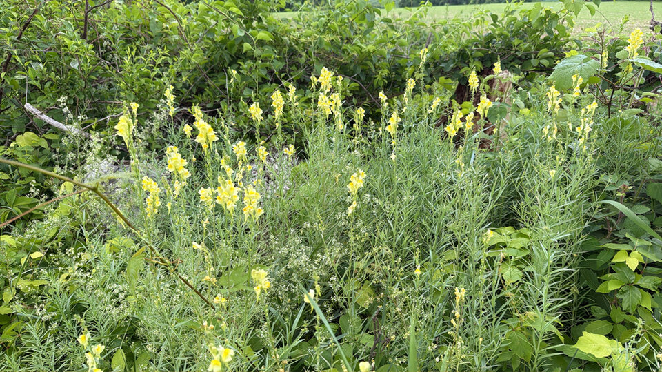 Yellow toadflax growing tall among lush green foliage in a natural outdoor setting.