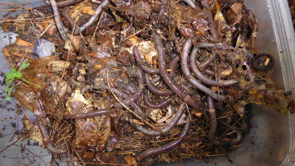 Jumping worms crawling among decomposing leaves and soil in a plastic container.