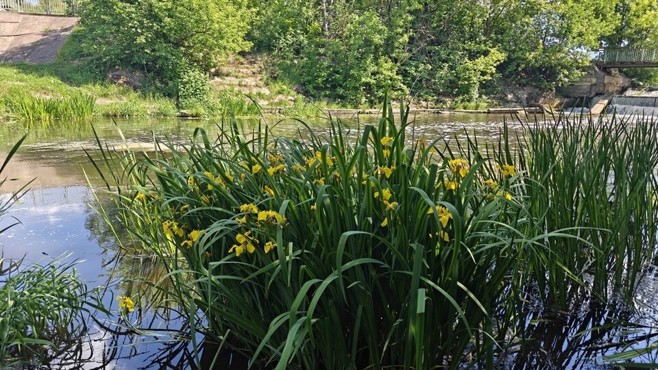Yellow flag iris and tall grass by a calm river, surrounded by lush green trees under a clear sky.