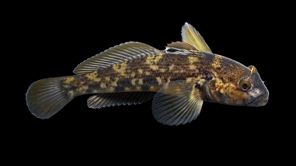 A detailed closeup of an adult round goby fish