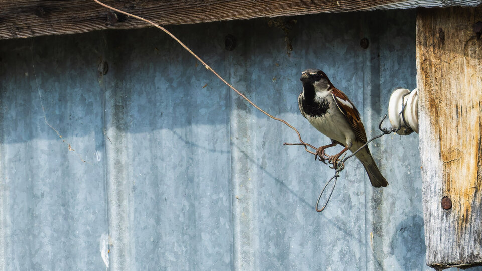 House sparrow perched on a wire near a rustic wooden beam and metal wall.