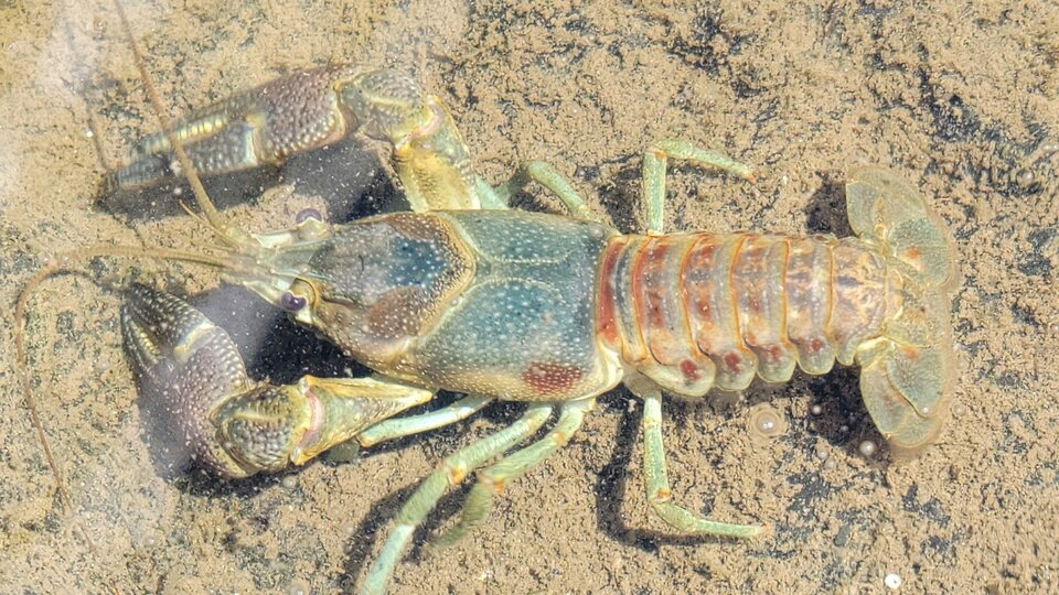 A top profile view of a rusty crayfish submerged in shallow water