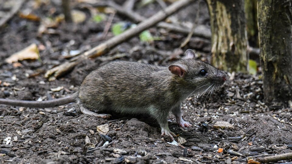 Brown rat standing on forest ground surrounded by trees and scattered debris.