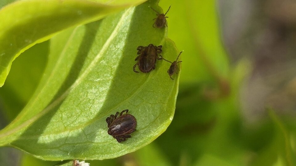 Small insects resting on a bright green leaf amidst vibrant greenery.
