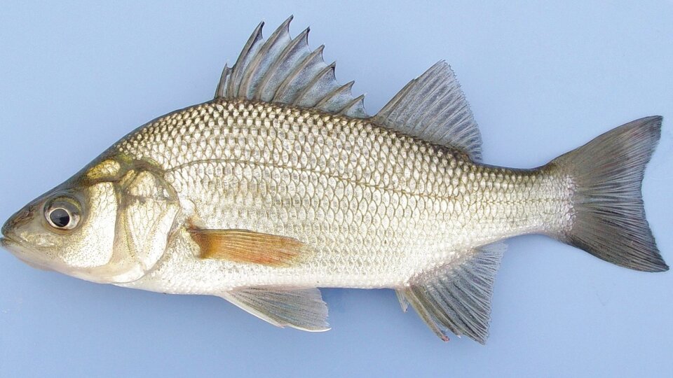 An adult white perch fish