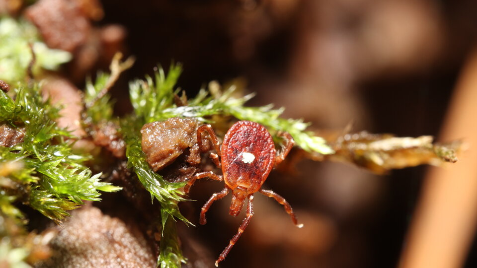 Red tick crawling on mossy vegetation with detailed textures.