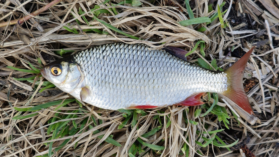 A rudd fish