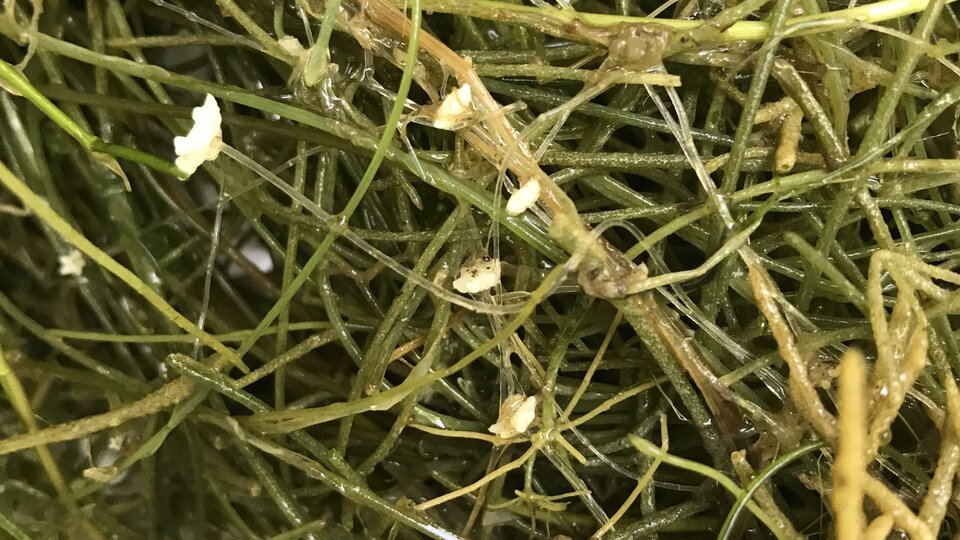 A closeup of starry stonewort flowers and foliage.