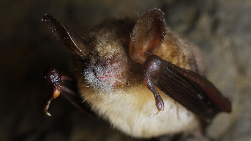 Close-up of a brown bat with white fungal growth on its face, wings partially spread.