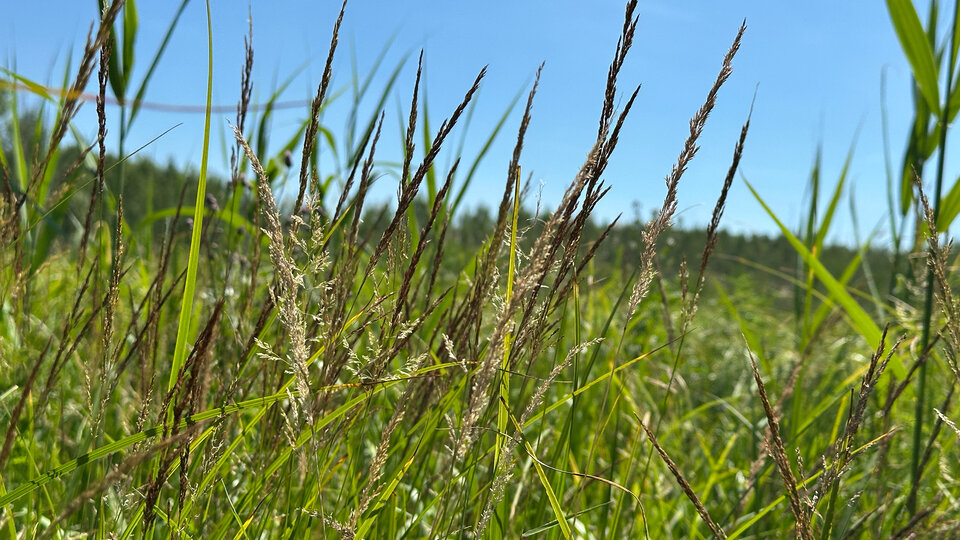 Redtop seedheads in a sunlit field under a clear blue sky.