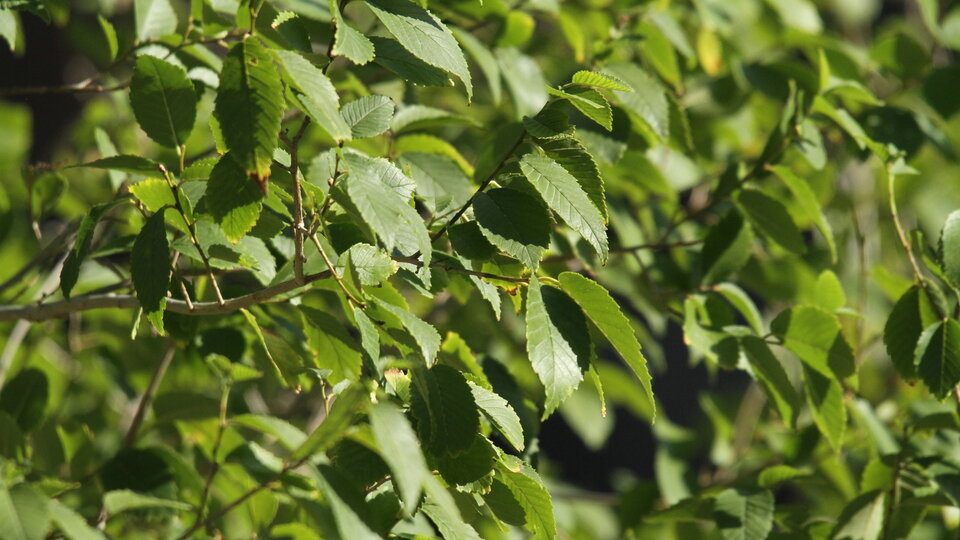 Green leaves on a sunlit tree branch with a blurred background.