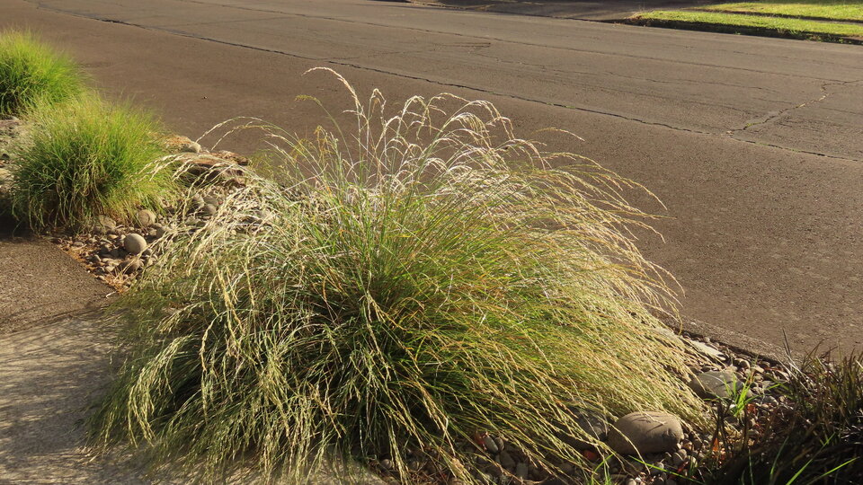 Tall fescue growing by a sidewalk, under sunlight on a quiet street.