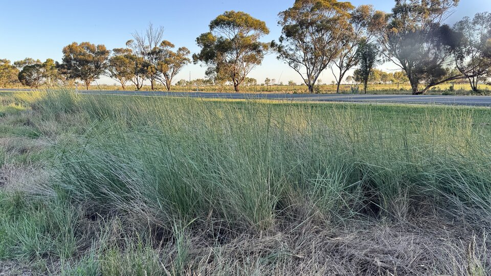 Tall wheatgrass in a field next to a road under a clear blue sky.