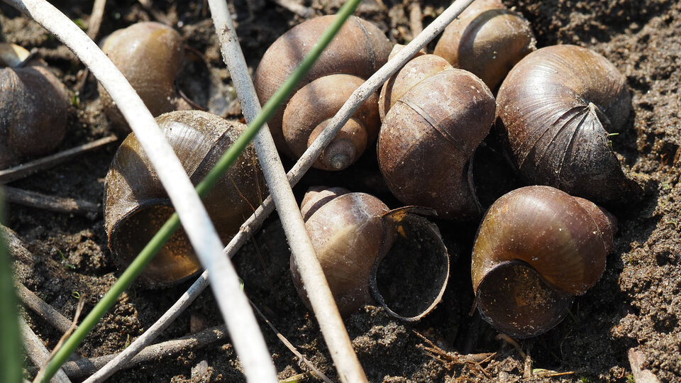 A cluster of Chinese mystery snail shells on dry land