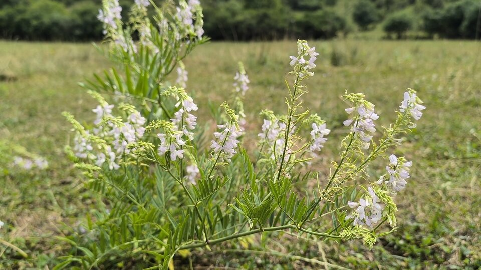 Flowering goatsrue in a grassy field with a forested hill under a partly cloudy sky.