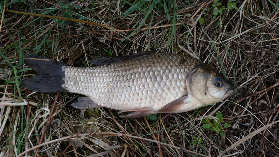 An adult prussian carp fish