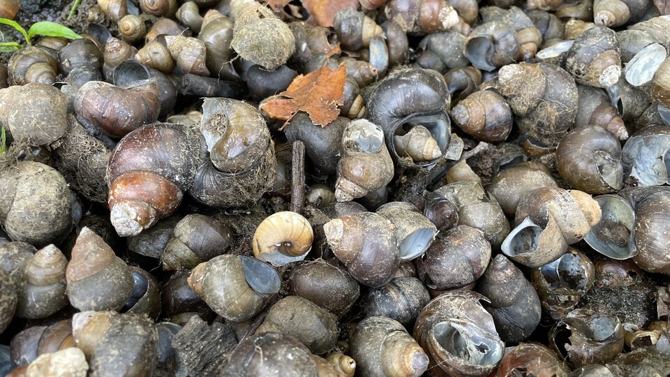 A cluster of empty black mystery snail shells on dry land