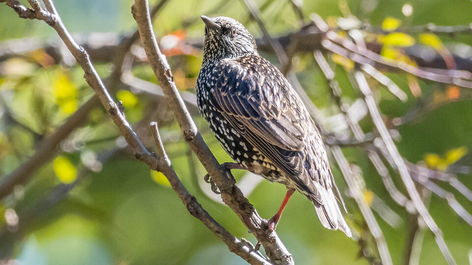 Starling perched on a branch, sunlight highlighting its speckled plumage, surrounded by greenery.