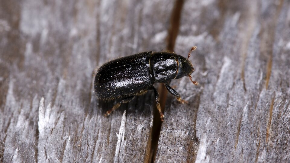 Shiny black beetle on textured wooden surface.